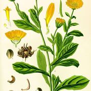 Disegno botanico della calendula arvensis