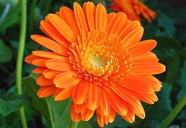 un fiore di calendula