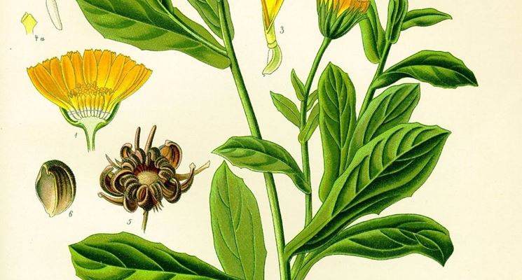 Disegno botanico della calendula arvensis