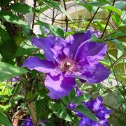 clematis