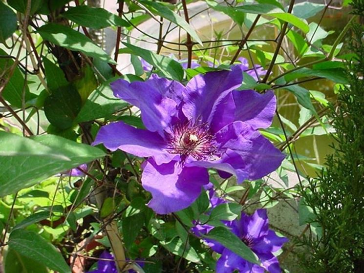 clematis