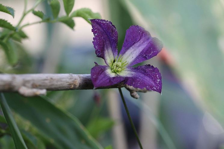 Clematis viticella