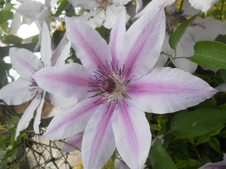 Clematis striata viola