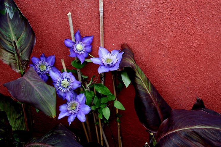 Clematis rampicante