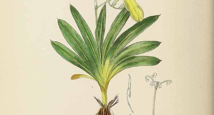 Disegno botanico di freesia refracta