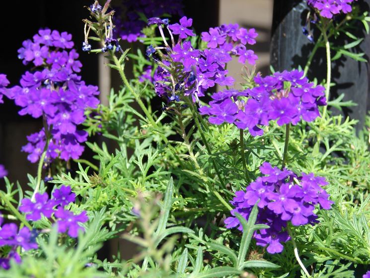 Esistono pi di cento tipi di verbena