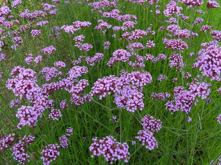 La verbena necessita di molta luce