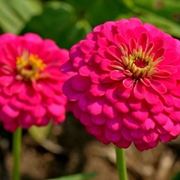 Esemplari di zinnia americana