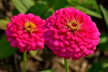 Esemplari di zinnia americana