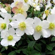 Pianta di Helleborus niger