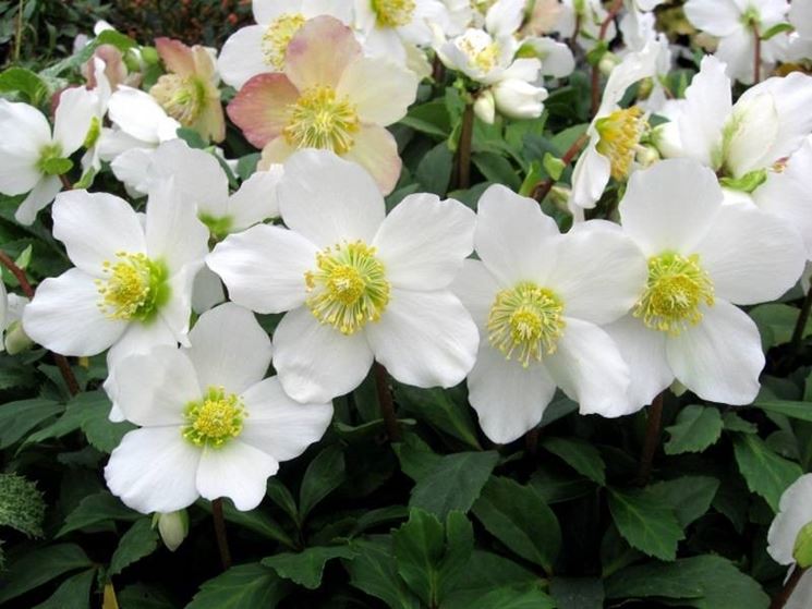 Pianta di Helleborus niger