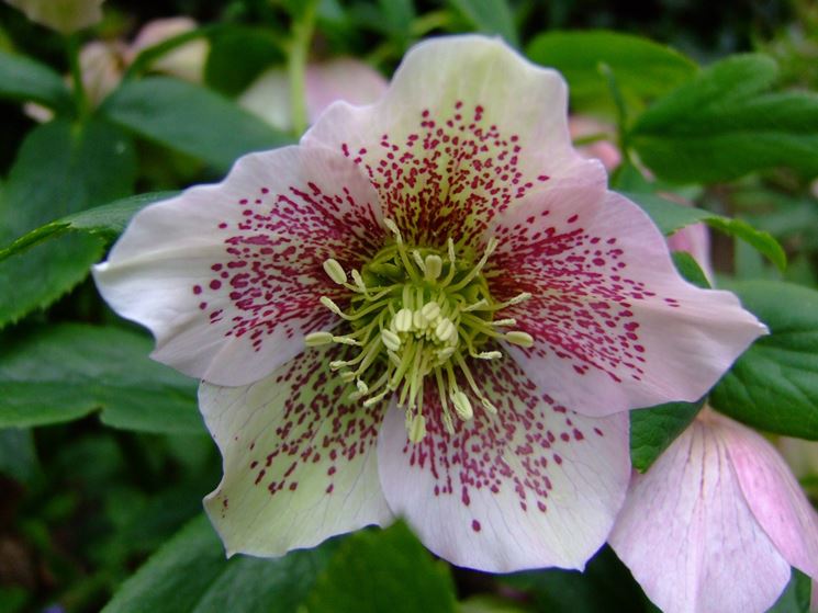 Il fiore Helleborus orientalis