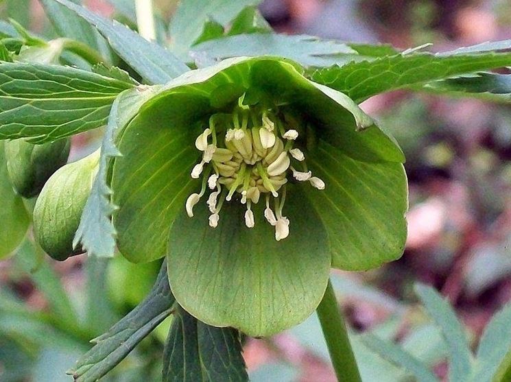 Fiore di Helleborus viridis