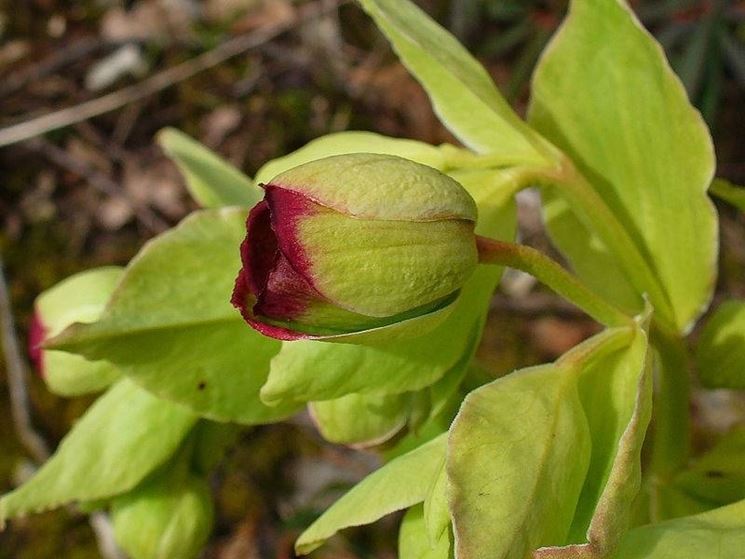 Fiore di Helleborus foetidus