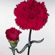 garofano fiore
