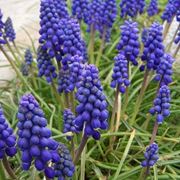 Una pianta di Muscari armeniacum