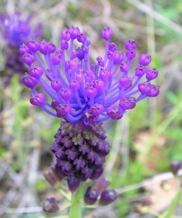 Fiori di Muscari comosum