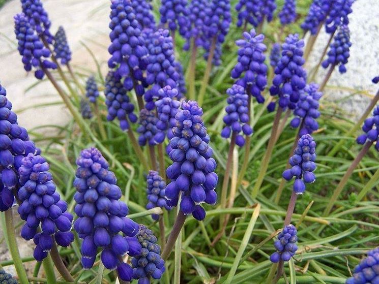 Una pianta di Muscari armeniacum