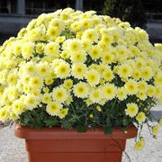 Un vaso di crisantemi gialli