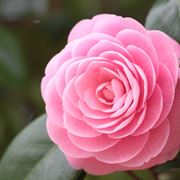 camelia