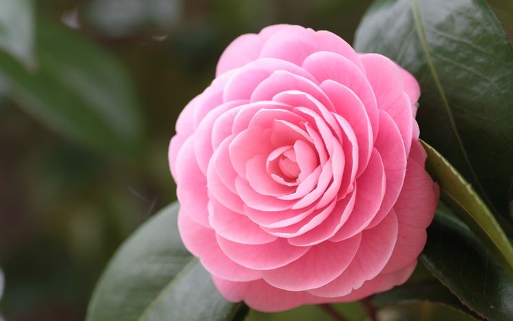 camelia