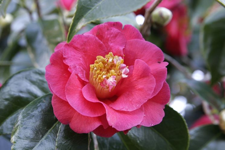 camelia