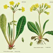 disegno botanico di primula