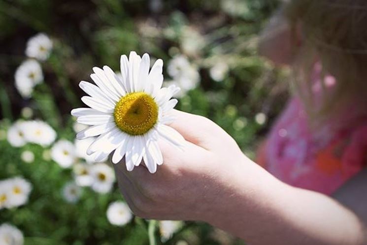 Mano di bambina che raccoglie una margherita.