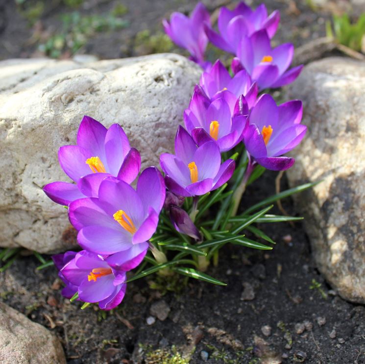 Crochi in giardino