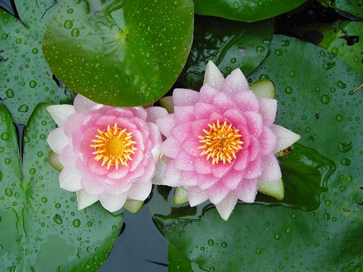 Il fiore di loto - Fiori in giardino - Caratteristiche del fiore di loto