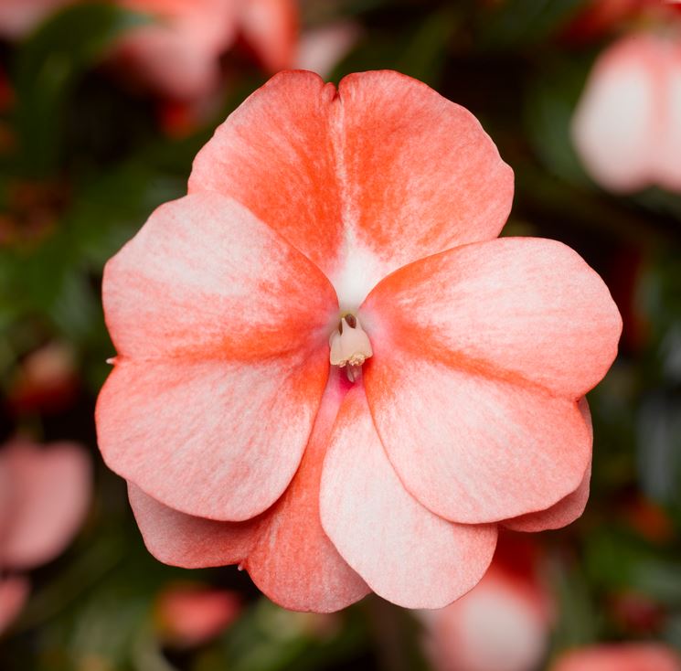 impatiens giardino 