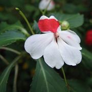 nuova guinea fiore