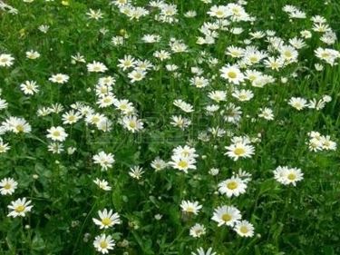 Margheritina bellis perennis