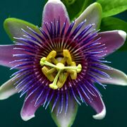 La passiflora viola