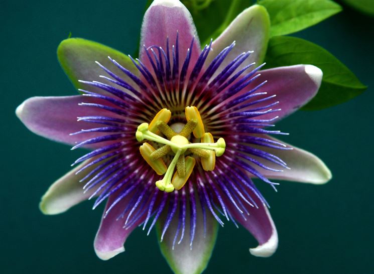 La passiflora viola