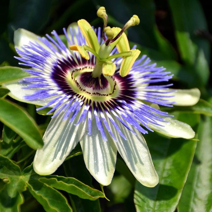 fiore passiflora 