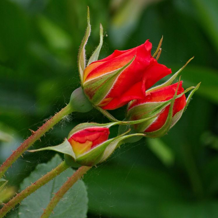 rosa botanica rossa 