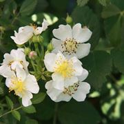 Rosa canina bianca