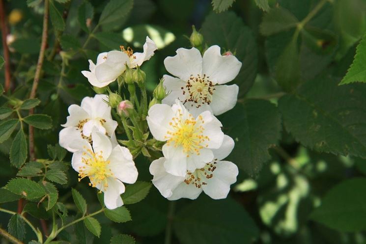 Rosa canina bianca