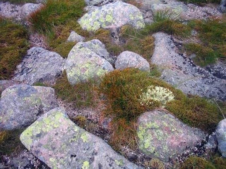 Un particolare di un giardino roccioso