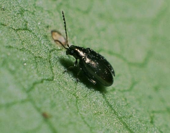 Provanto Boltac - Fascia Grassa Antiparassitaria Per Alberi 5 Metri - Barriera Contro Insetti, Bruchi E Formiche - Senza Pesticidi