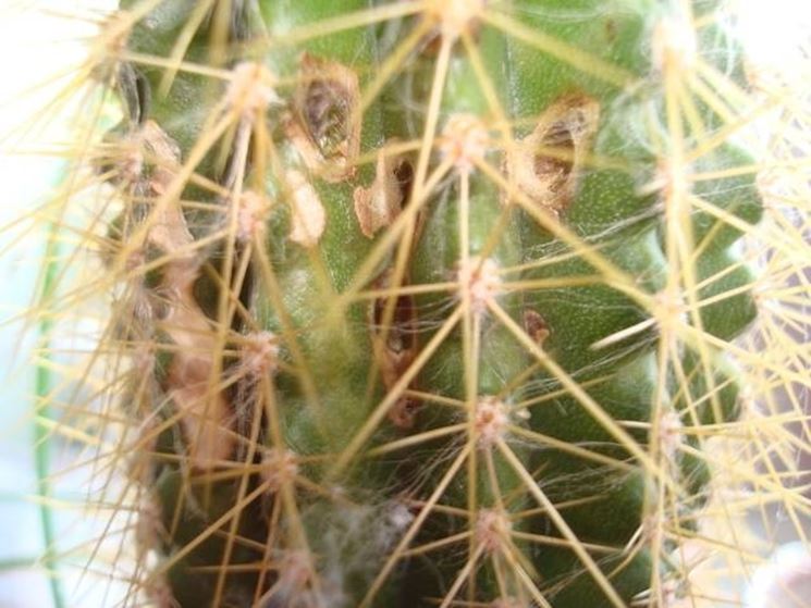 cactus 