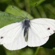 Un esemplare di pieris rapae, o farfalla cavolaia