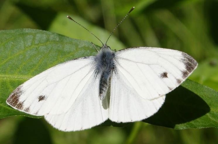 Un esemplare di pieris rapae, o farfalla cavolaia