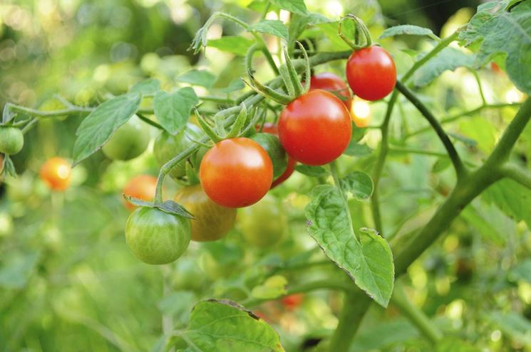 Pomodori: tengono lontane le cavolaie