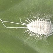 cocciniglia farinosa 