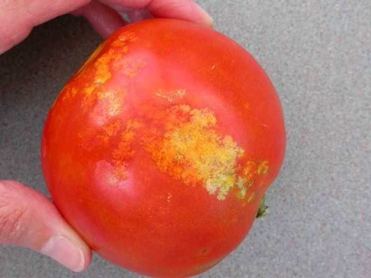 danni ai pomodori