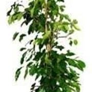 ficus benjamin foglie gialle