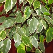 chioma ficus 