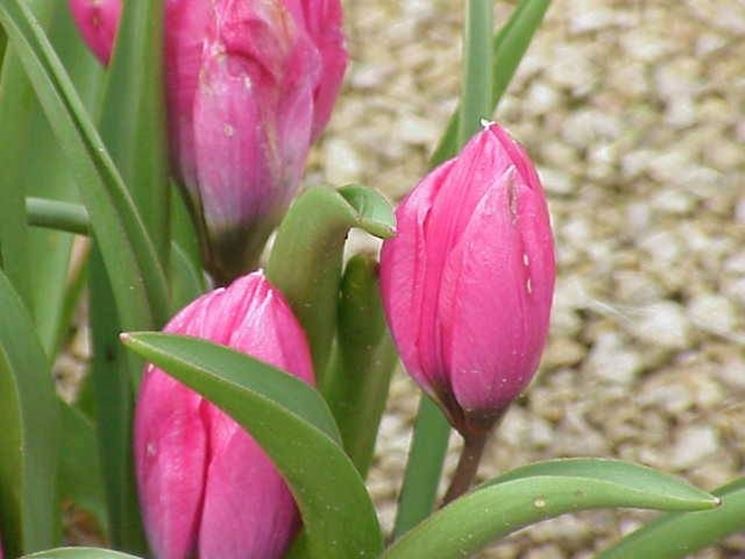 virosi del tulipano